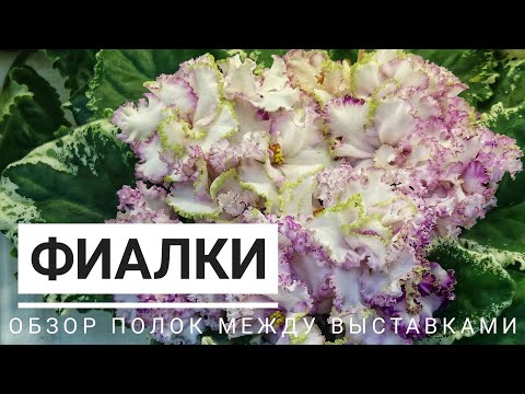Фото Фиалки Ват Ливень Фото Фиалки Ват Ливень